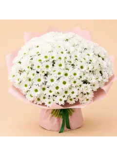 White Chrysanthemum XL