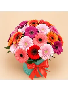 Gerbera Color Box