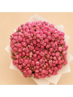 100 Pink Spray Roses XL